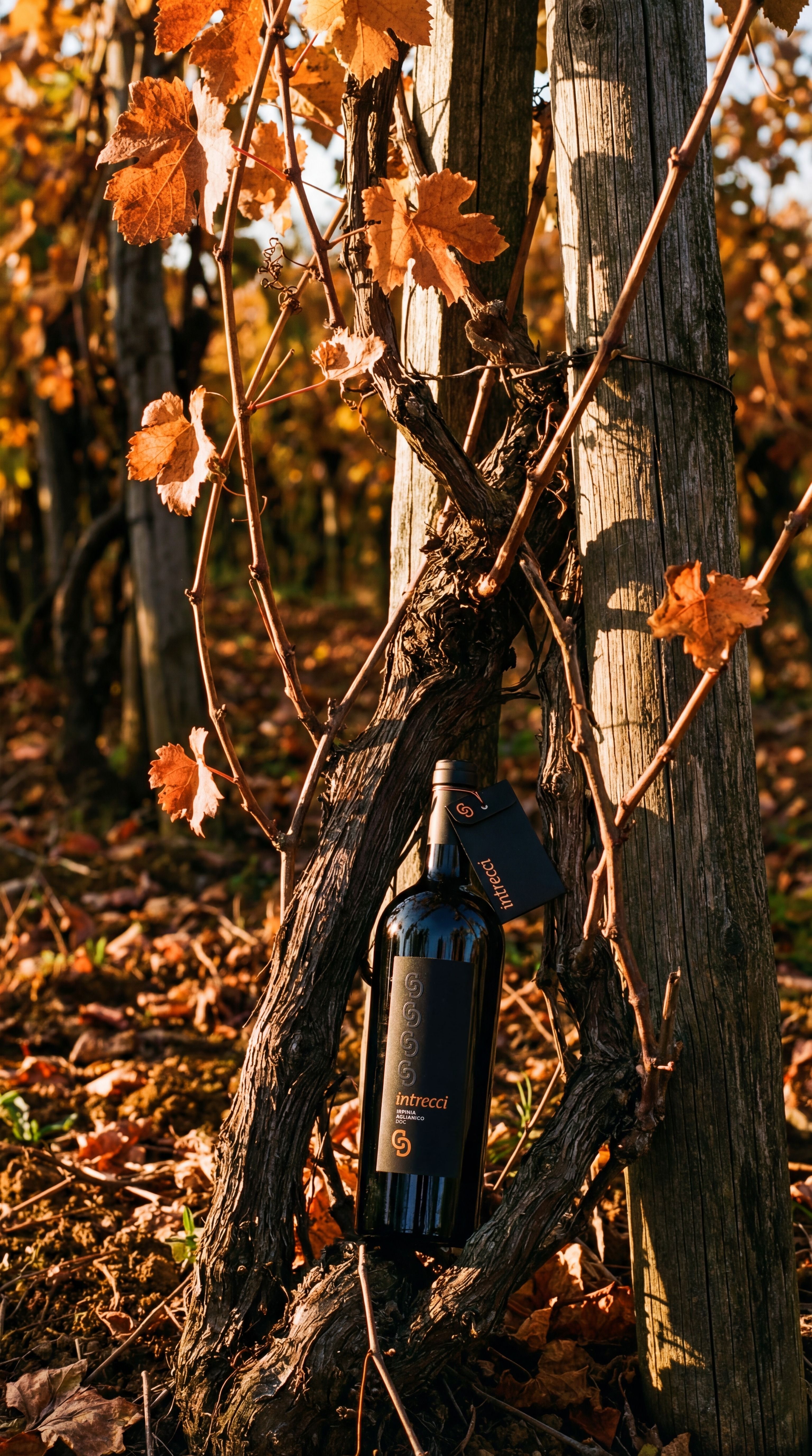 Bottiglia Intrecci tra filari e tronco di vite in vigneto autunnale